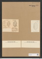 Diatomeae indet. Zeichnungen Sammlung Grunow Nr. 3742 (NHMW-BOT-W0371386)